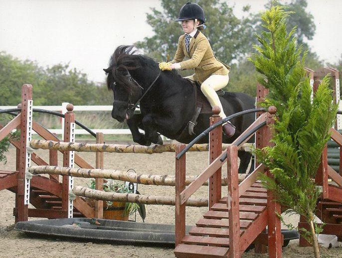 Shetland Pony Win Mountain and Moorland WHP